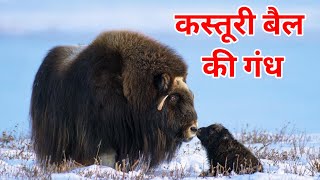 Kasturi bail ki gandh | Interesting information about musk ox in hindi
