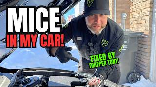 How to Get Rid of Mice in Your Car Engine (Stop Wiring Damage Fast)