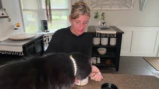 The Truth About Cat Multivitamin Crunchy & Creamy Chews— Complete Review & Takeaways X1780