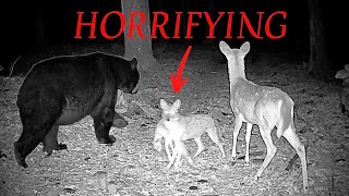 The Greatest Trail Camera Videos (Best of 2025)