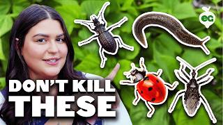 These Bad Bugs LOOK Like Good Bugs...Don't Get Them Confused!