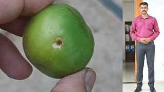 Unseasonal Fruits are always unnatural అనటానికి ఈ స్వీయ ఉదాహరణ చాలేమో చూడండి👍| Journalist SivaPrasad