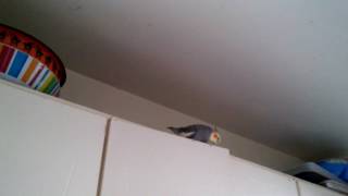 What the heck is my bird doing?