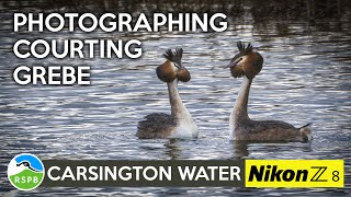 Photographing the amazing spectacle of courting Great Crested Grebes -Bird Photography with Nikon Z8