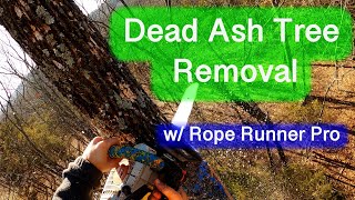 Arborist Climbs and Removes Dead Ash Tree