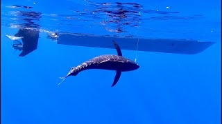 Deep Tuna - New Caledonia