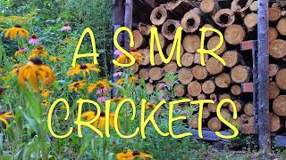 Relaxing Cricket Sounds ASMR - Natural Night Ambience