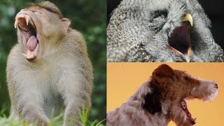 Animals Yawning | Try Not To Yawn Challenge | ZooTube