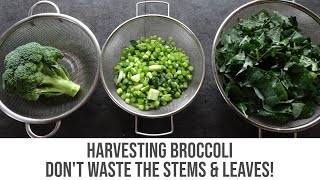 Harvesting Broccoli - No Food Waste