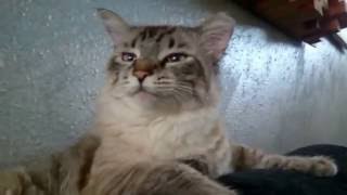 my lynx cat steve vai