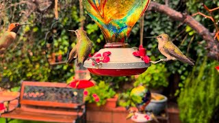 Rainy Hummingbird Watch