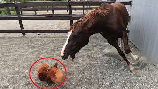 Funny Horses and Other Animals are the Oddest Couples in the World! 🤣