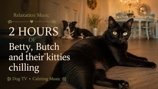 Calming Dog Music – Cats and Dogs Sleeping Indoors | 2 Hours of 432 Hz Soft Sounds