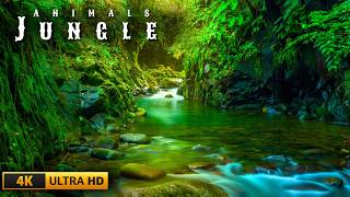 Mysterious Jungle 4K – Rare Moments of Nature’s Most Majestic Animals