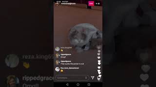 CATS VS SNOW😺😺🌨️🌨️🌨️