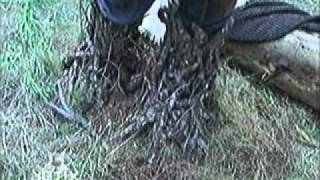 Xander's Tree-Mendous Transformation, Part 3