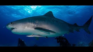 130701 Shark and Dolphin Expedition Trip Video