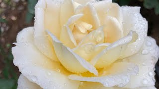 'R.K. Witherspoon' Hybrid Tea Rose