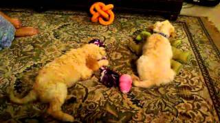 Goldendoodle puppies playing! Lotus and Turks