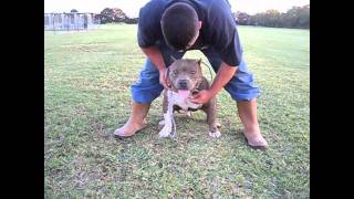 OWEN'S SHAKE'M DOWN MR. GAMBO.wmv