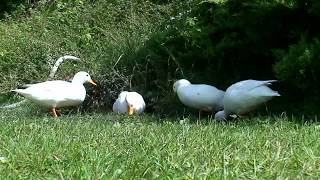 Call Ducks are having a party