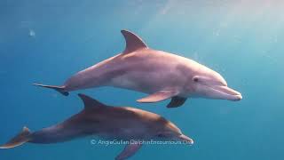 Dolphin Diary 231025 0700