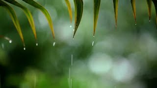 Rain Sounds & Relaxing Piano Music - Relieve Stress, Anxiety & Fall Asleep - Deep Sleep Music