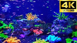 Beautiful Undersea View with Relaxing Music | Ocean Creature Animals Life