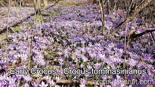 Early Crocus Crocus tommasinianus | Organic Plant It