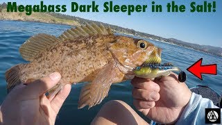 Testing out the MEGABASS DARK SLEEPER in the SALT!!!