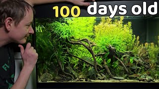 SWAMPY river aquarium (AQUASCAPING with WIO Everglades KIT in an OASE styleline 175 tank)