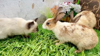 "When a Rabbit Meets a Cat! 🐰🐱 (Plus My Friendly Parrot) ❤️"
