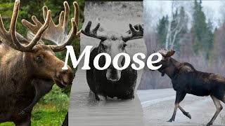 Moose in 4K - Relaxing Wildlife Video with Soothing Music