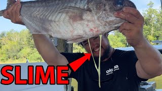 World's NASTIEST but BEST TASTING Fish! {Barrel Fish Catch, Clean, & Cook}