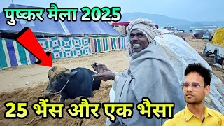 पुष्कर मैला pushkar Mela 2025 देश का सबसे बड़ा पशु मेला लाखों करोड़ों में लगती है बोली 😳