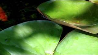 Goldfish and Minnows (Fish pond and hobbies)