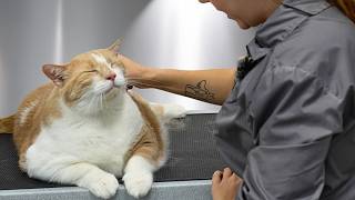 This Big Orange Man Is The SWEETEST Cat Ever 🥹