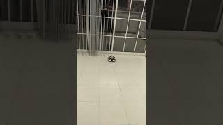 Remote Control Stunt Car