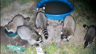 Big 🦝 turnout ❤️ 🥣 🦝🦝🦝