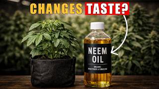 Neem Oil: How & When to Apply?