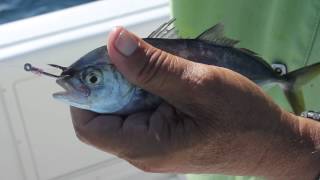 FS Seminar - Live Bait Rigging Methods