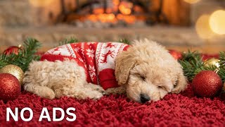 12 HOURS of Christmas Goldendoodle Puppy Sleep Music 🐶 Calming Dog Relaxation for Deep Sleep