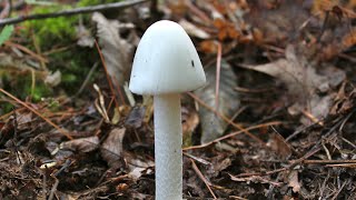 wild  mashroom||agaricus campestris||Nature&Nature | |#wildmashroom|