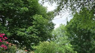 Cicadas are loud