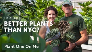 Telly's GREENHOUSE Tour: AROIDS, HOYAS, and More! — Ep. 249