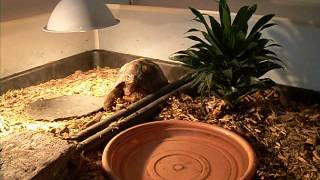 Beasley's indoor pen after renoing it for the winter.