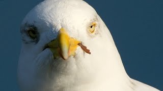 Seagulls Vs. MotoGP Death Battle