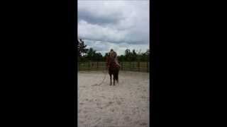 Teaching my MFT Stallion Crash to be still no matter what I do up there.