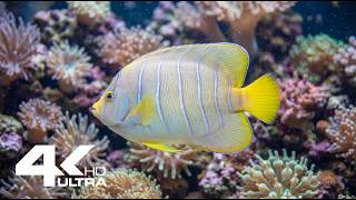 Peaceful Coral Reef Aquarium 🐟 Colorful Fish Swimming in Crystal Clear Water