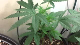 Live from TokenReefFL... Veg update